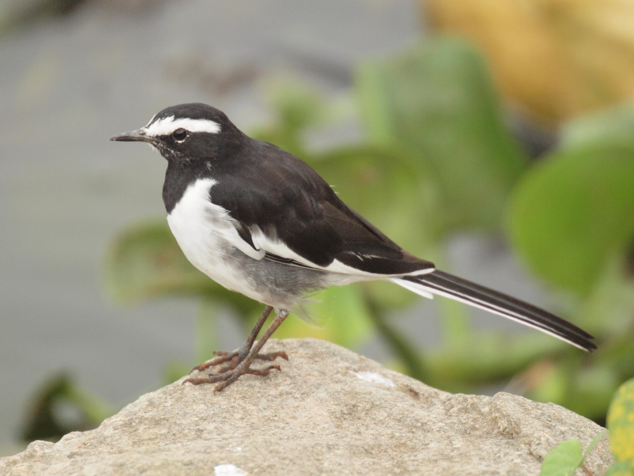 Lavandera India