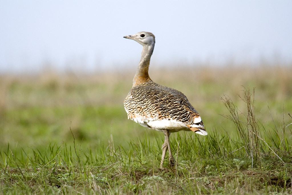 Avutarda europea