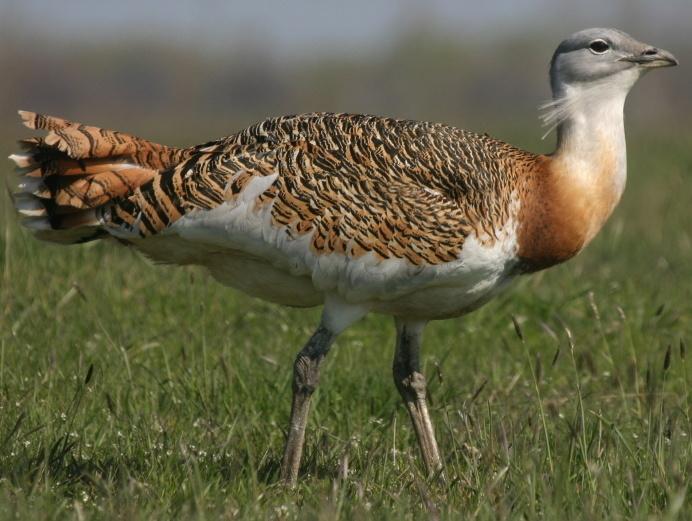 Avutarda europea