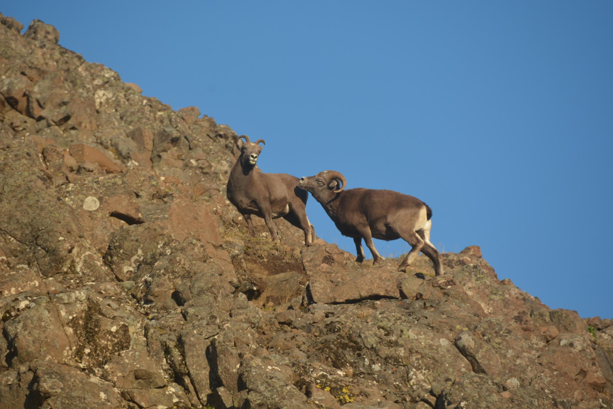 Oveja de las nieves