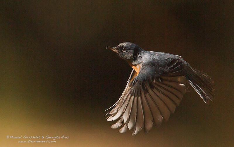Cinnamon-bellied Flowerpiercer