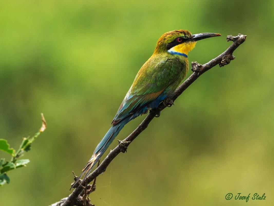 Abejaruco golondrina