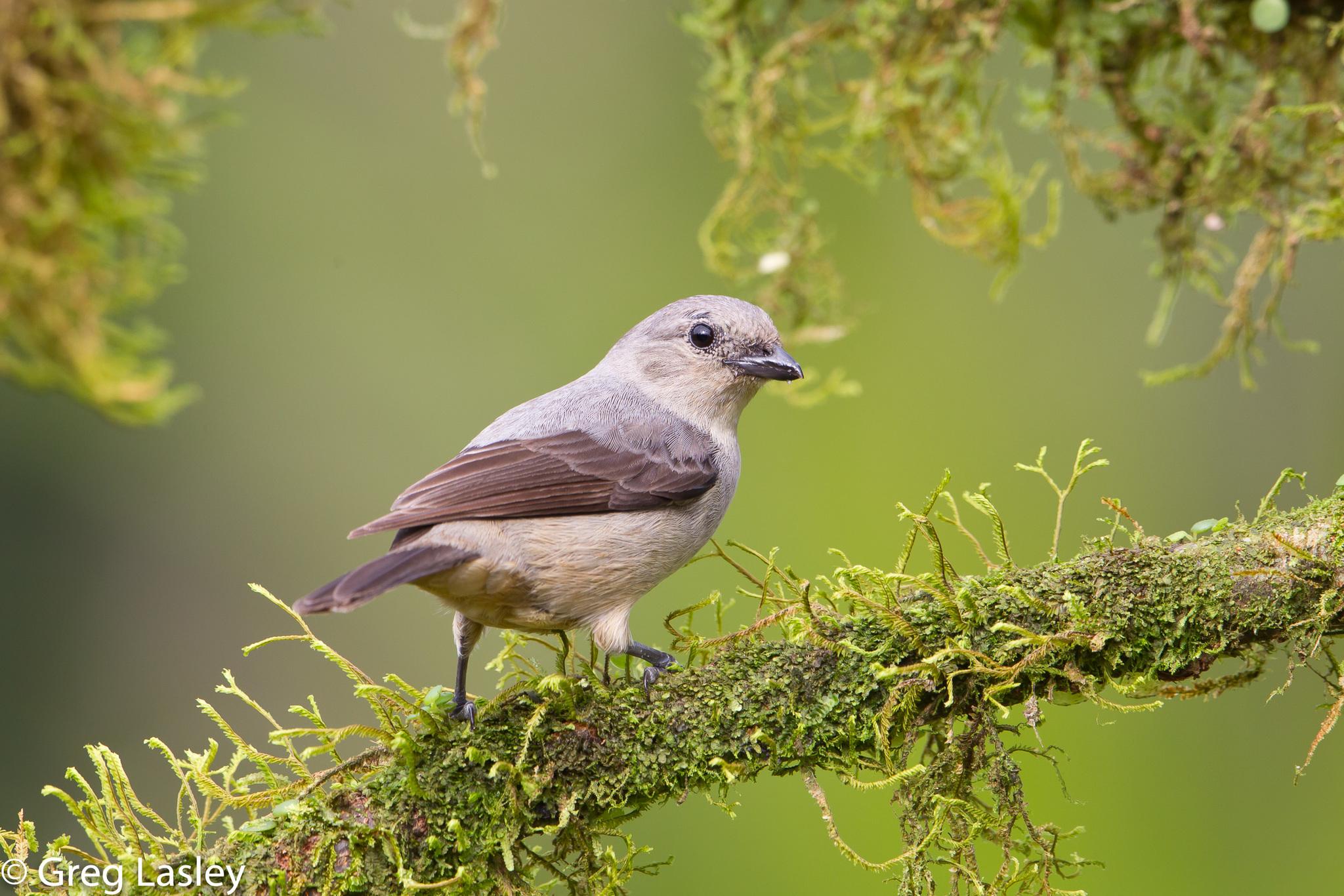Plain-colored Tanager
