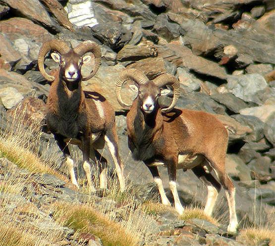Antílopes, Cabras y Ovejas