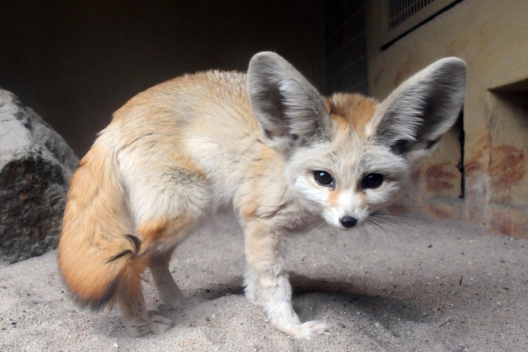 Fennec Fox