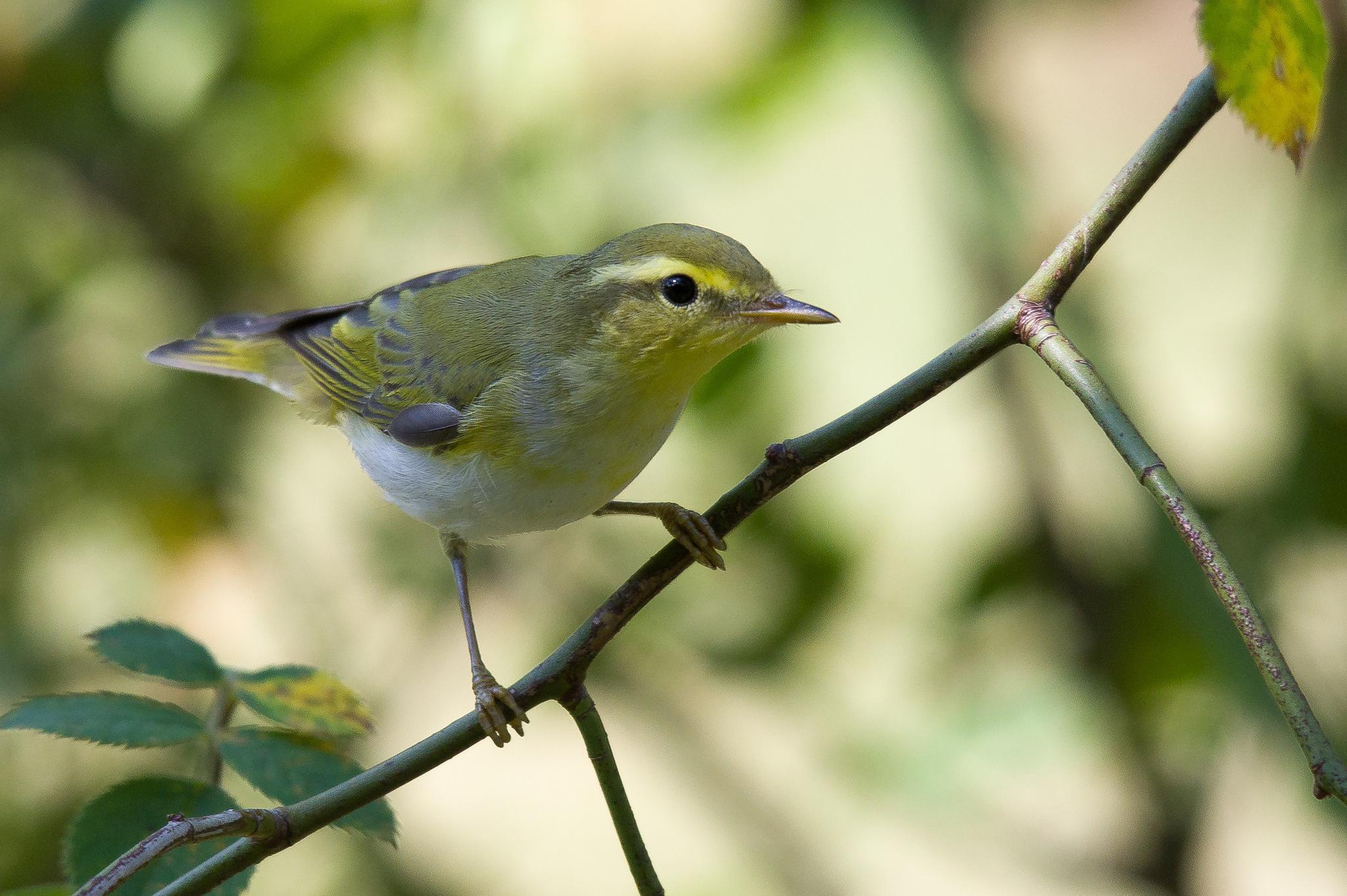 Mosquitero silbador