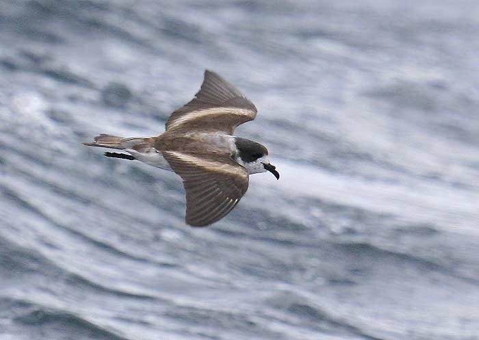 Golondrina de mar de collar