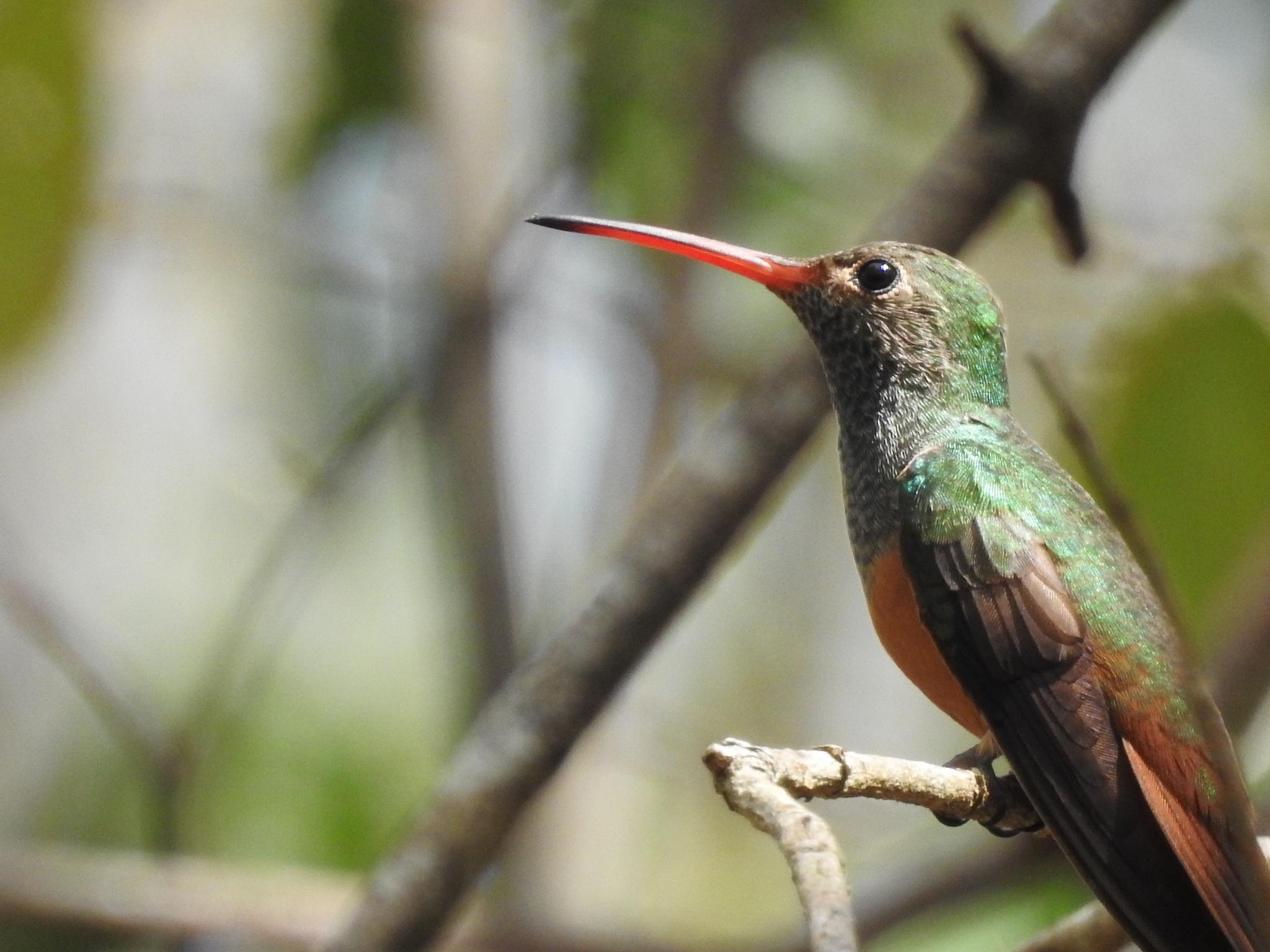 Buff-bellied Hummingbird