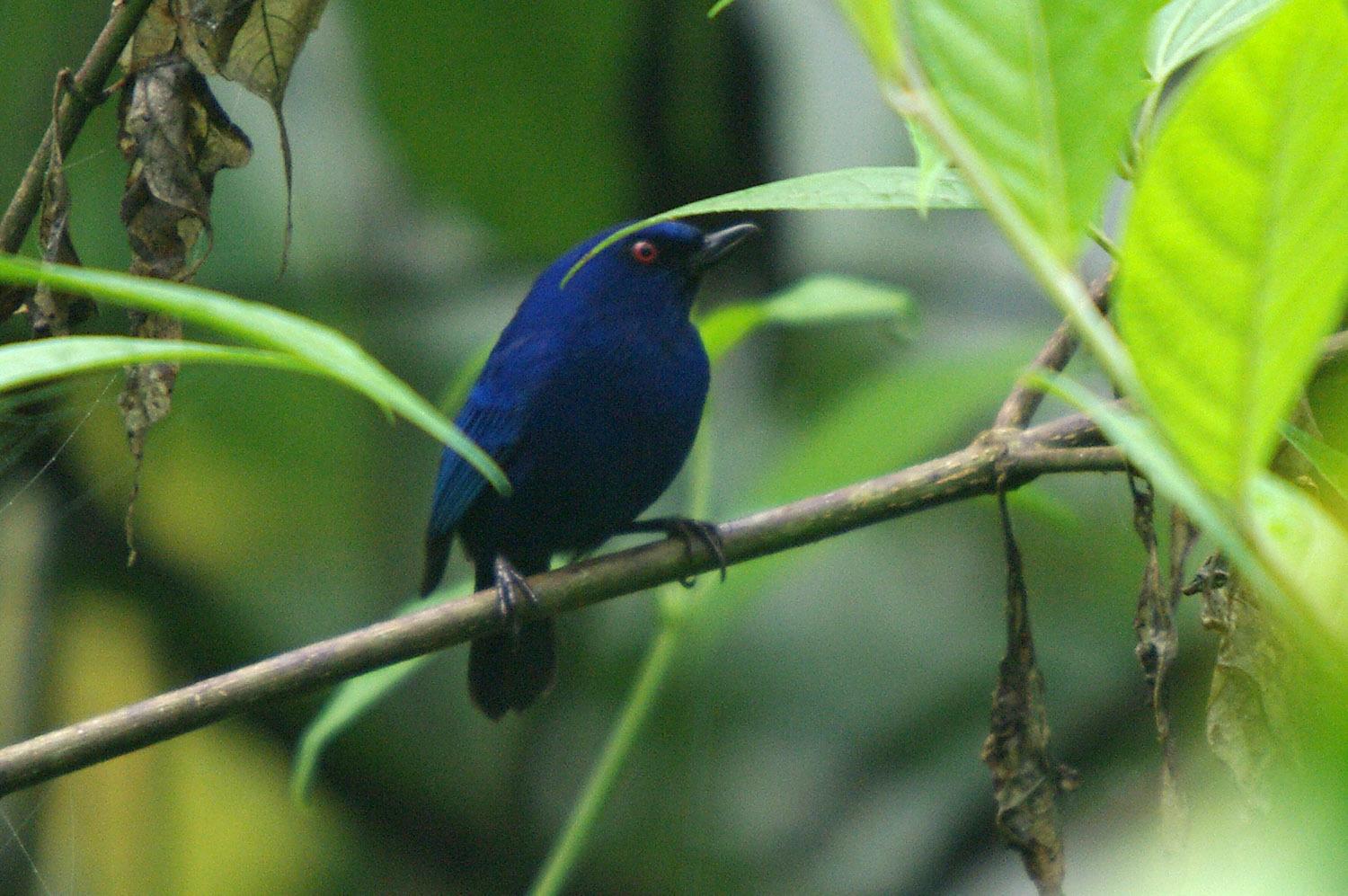 Indigo Flowerpiercer