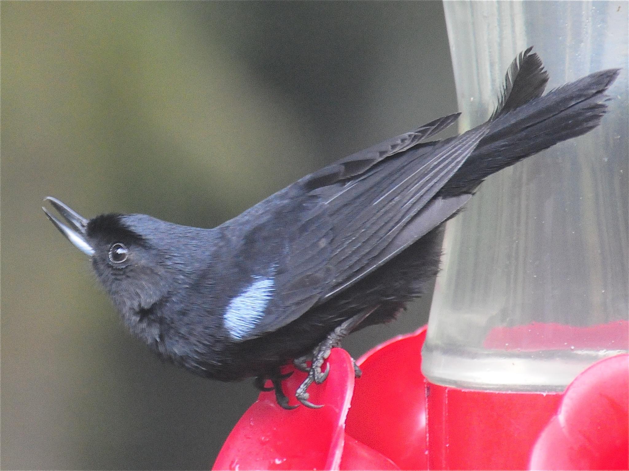 Glossy Flowerpiercer