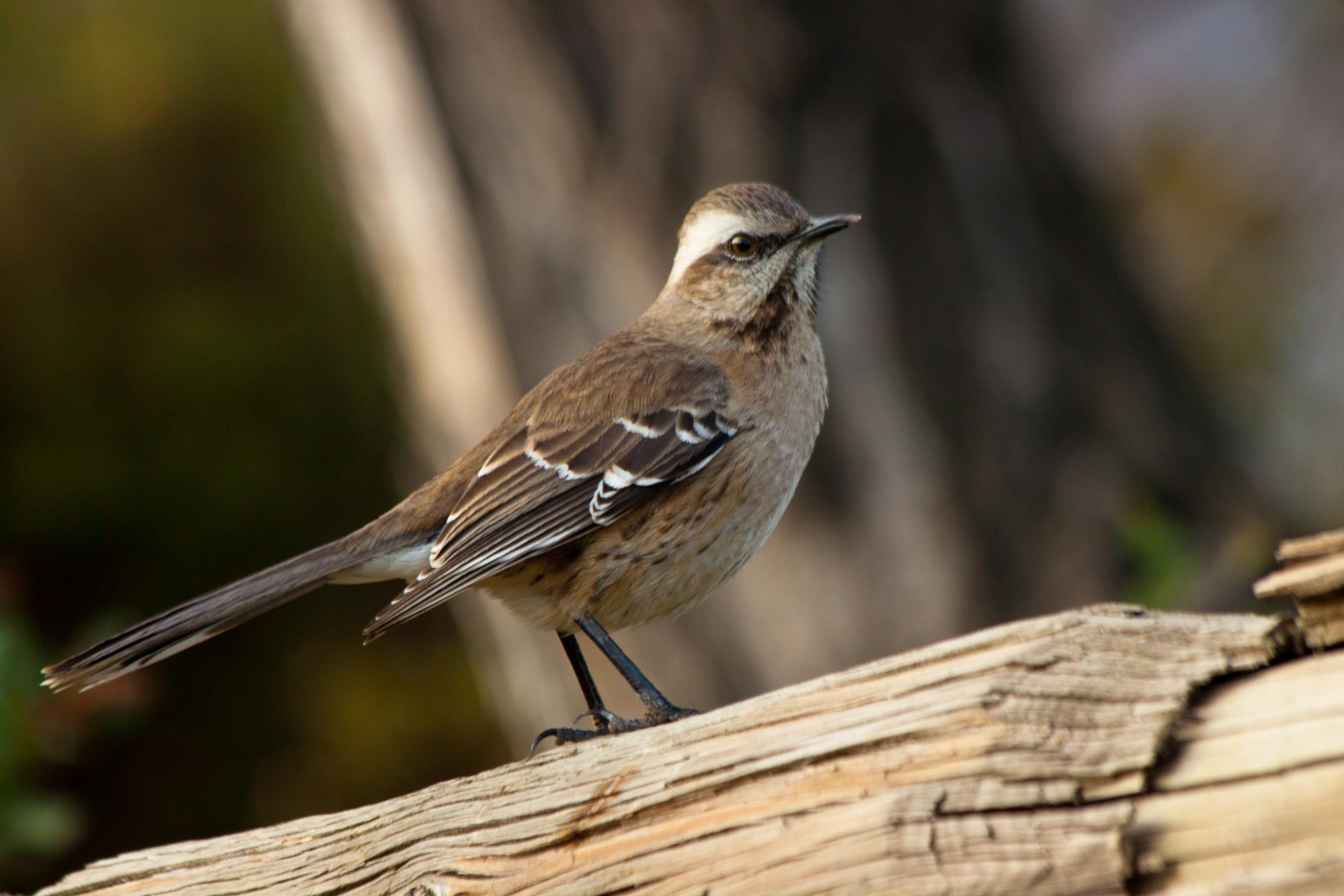 Chilean Mockingbird
