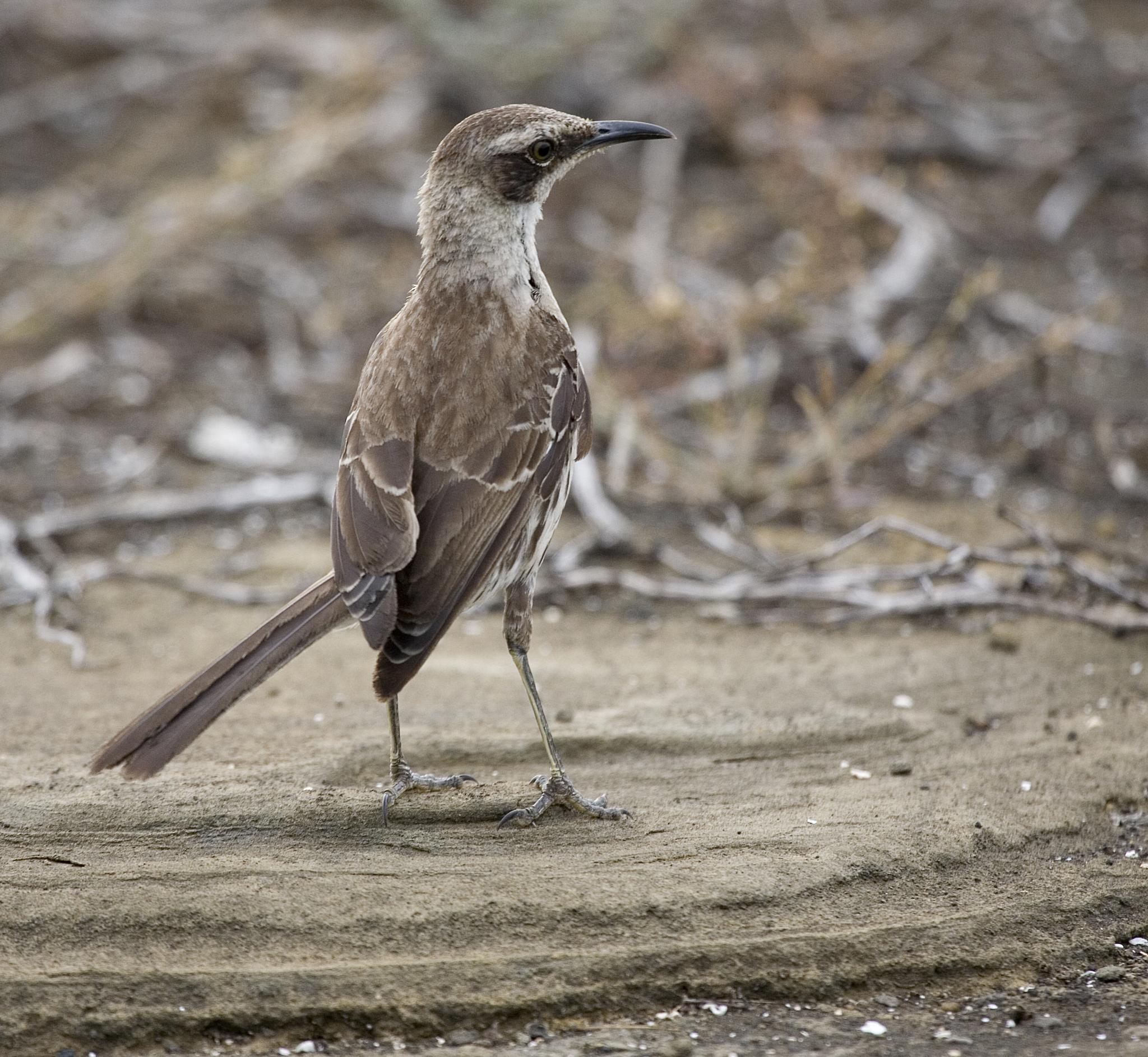 Galápagos Mockingbird