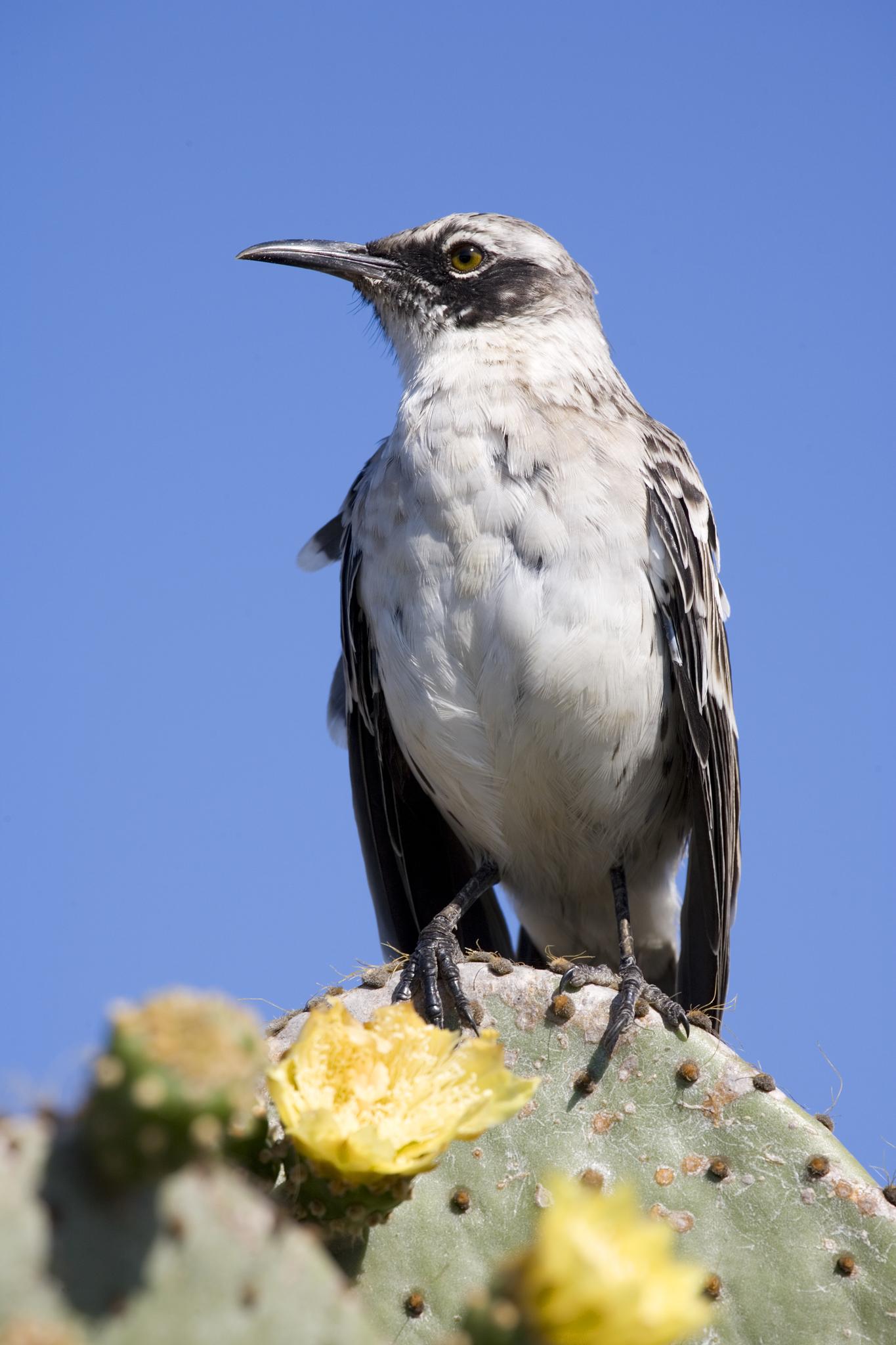 Galápagos Mockingbird