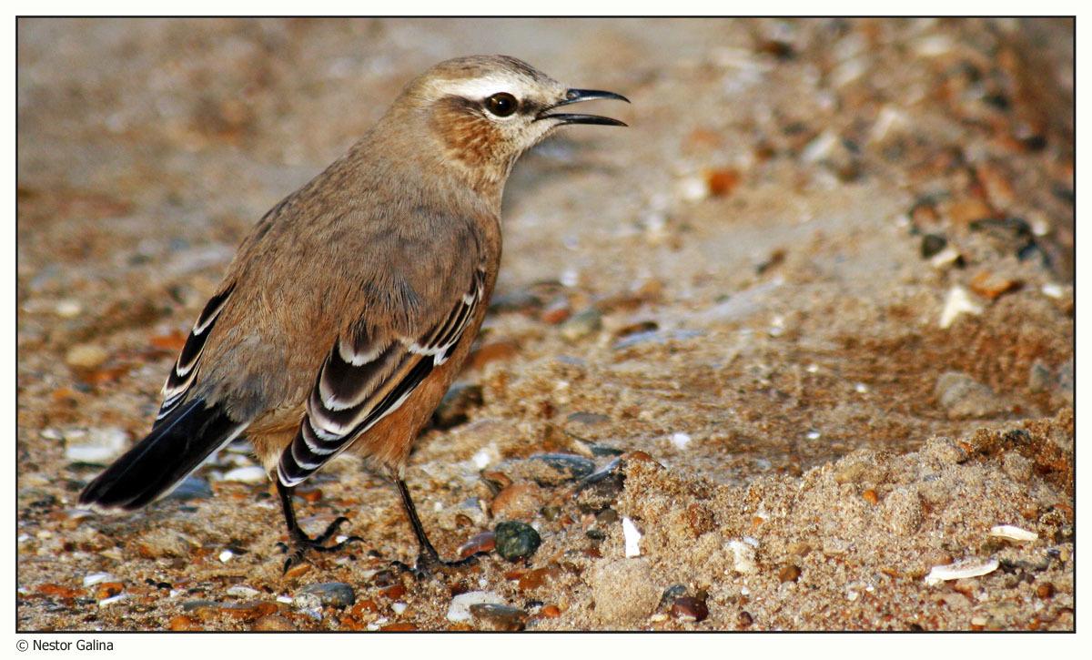 Patagonian Mockingbird
