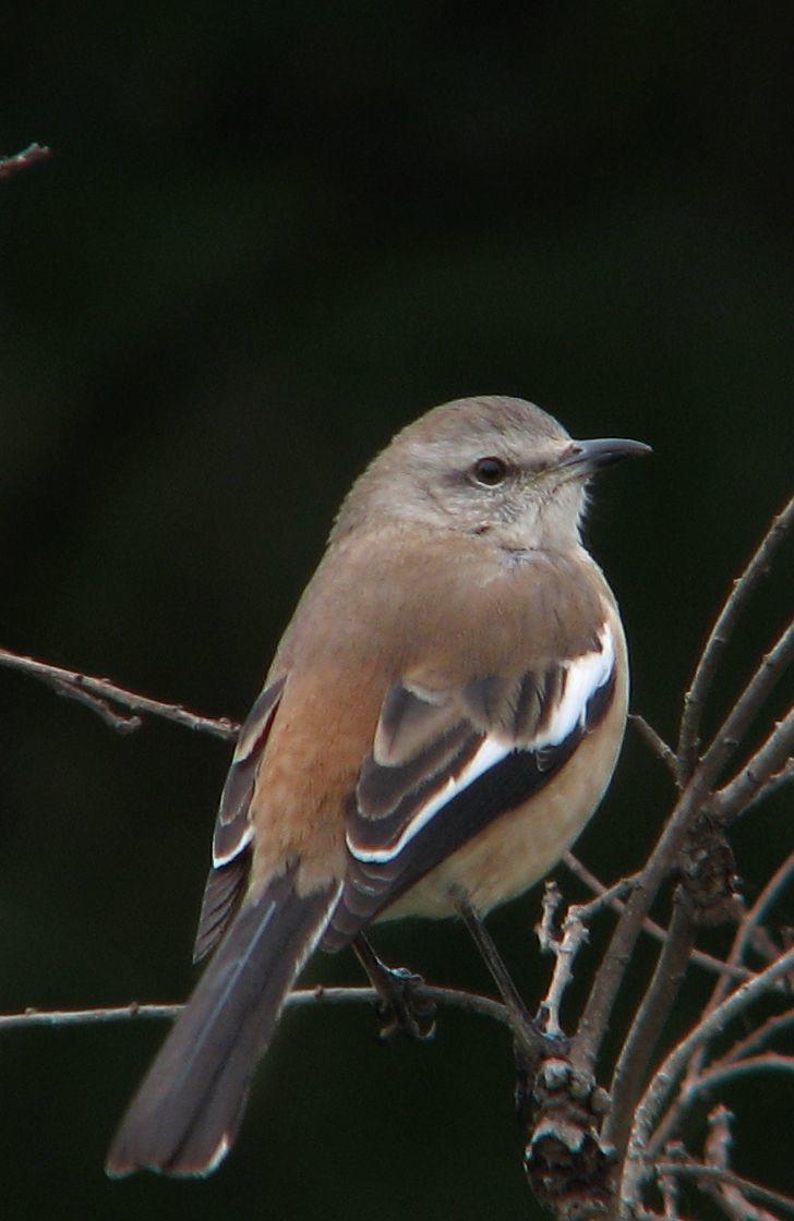 White-banded Mockingbird