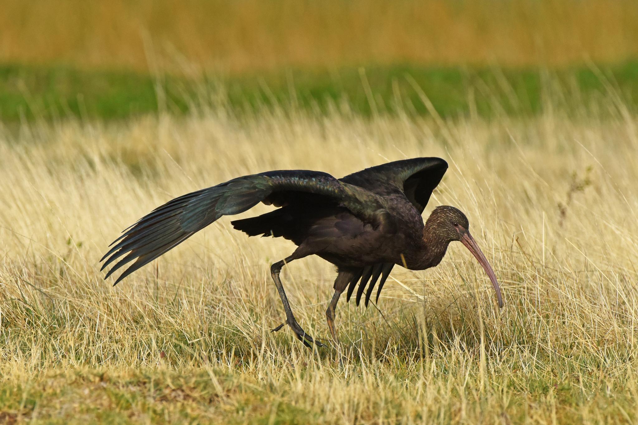 Puna Ibis