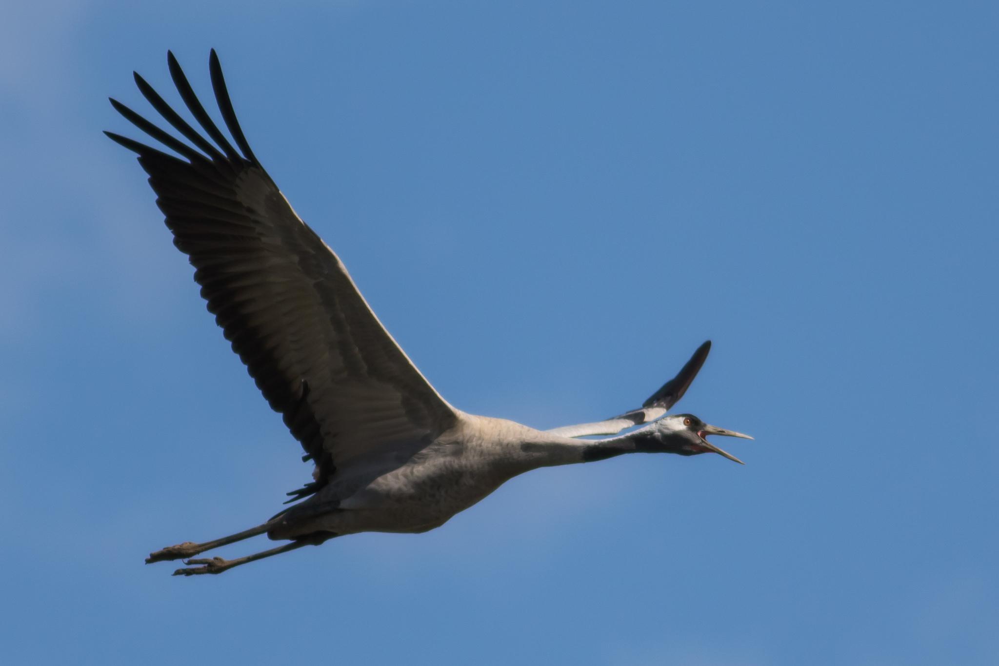 Grulla común