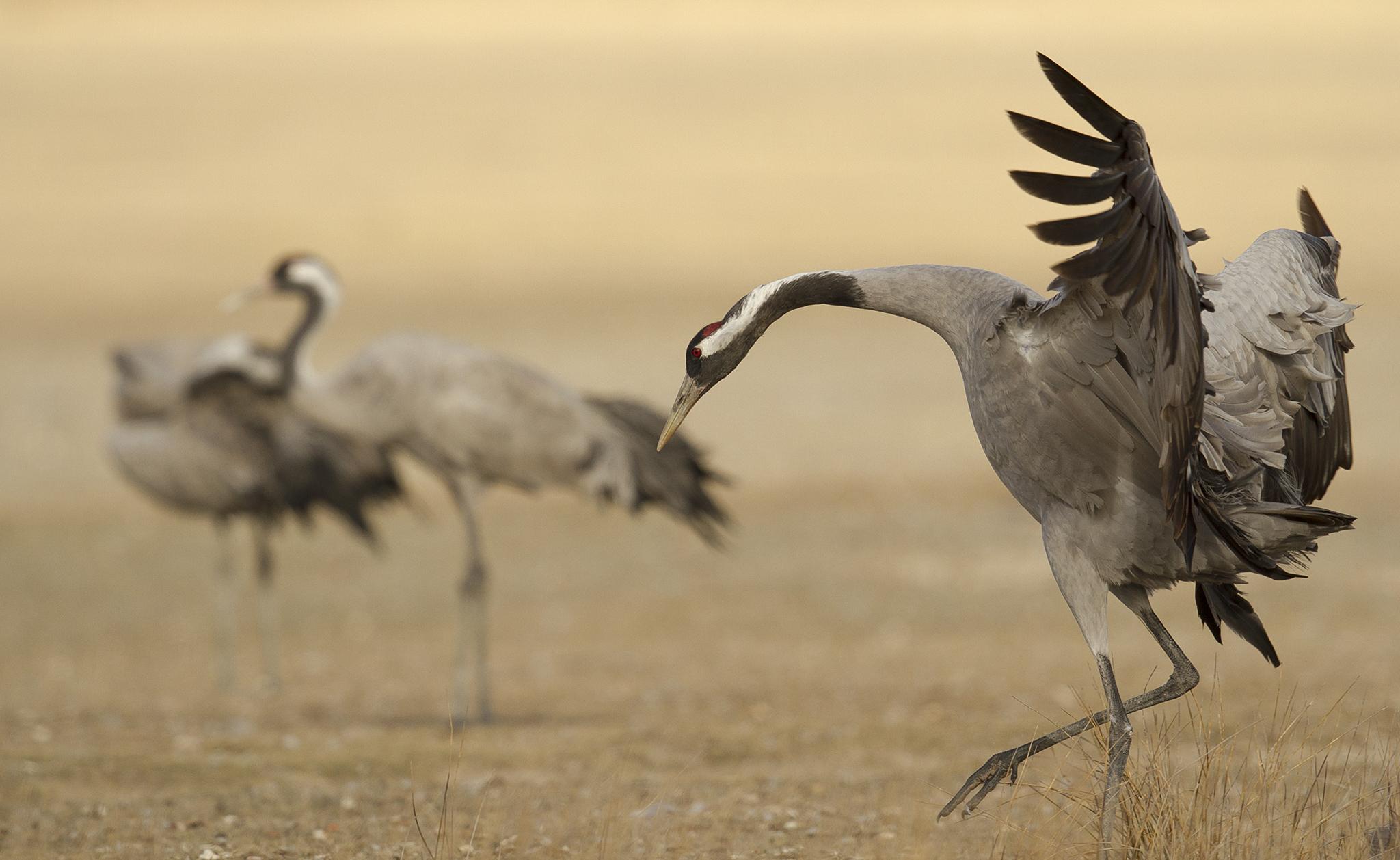 Grulla común
