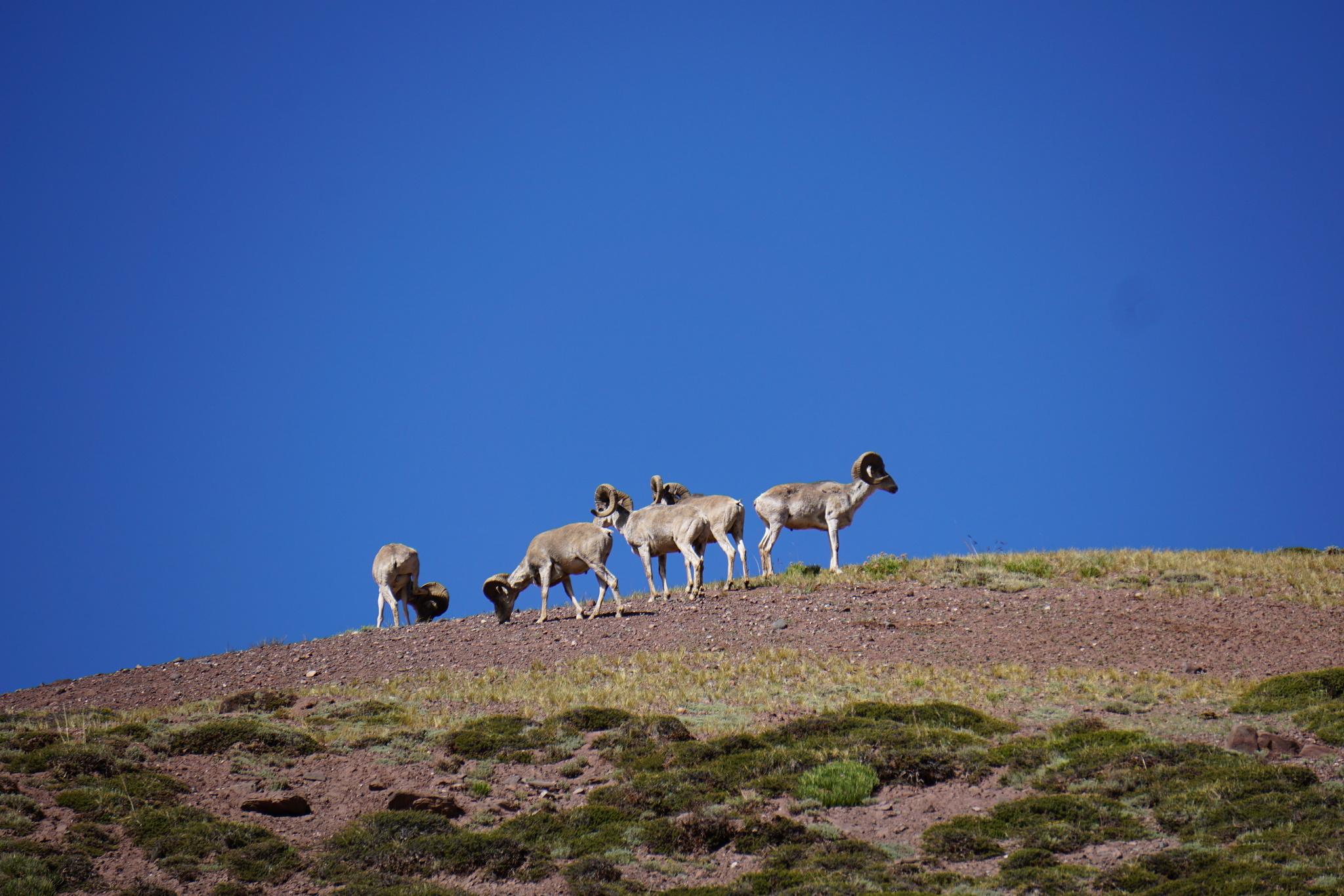 Argalí