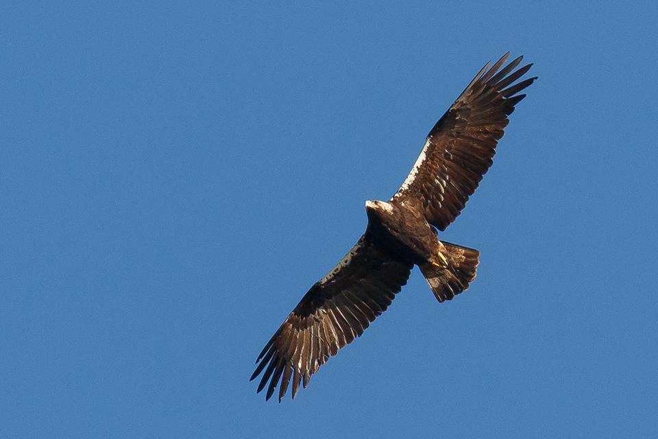 Aguila imperial Ibérica