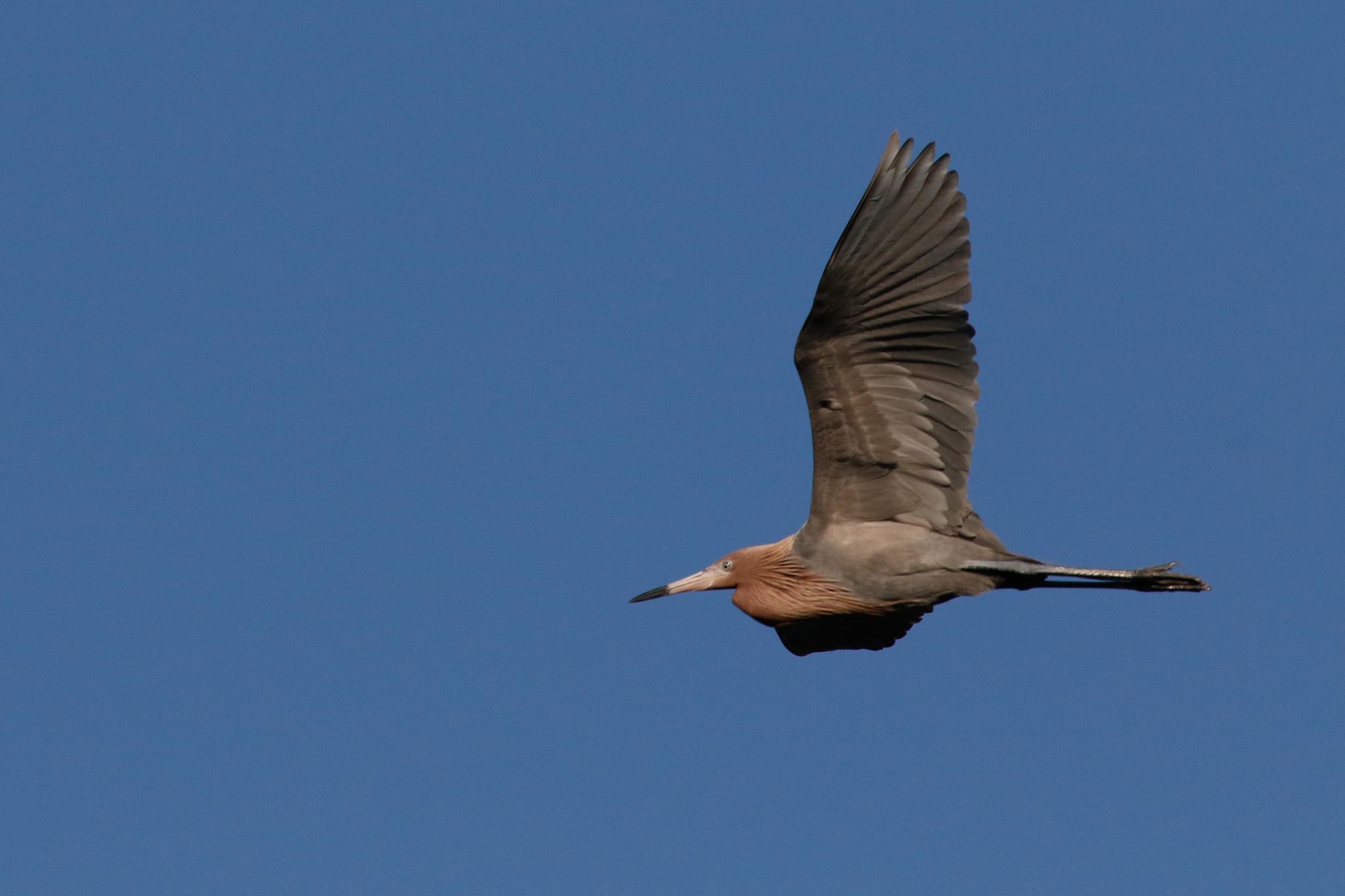 Reddish Egret