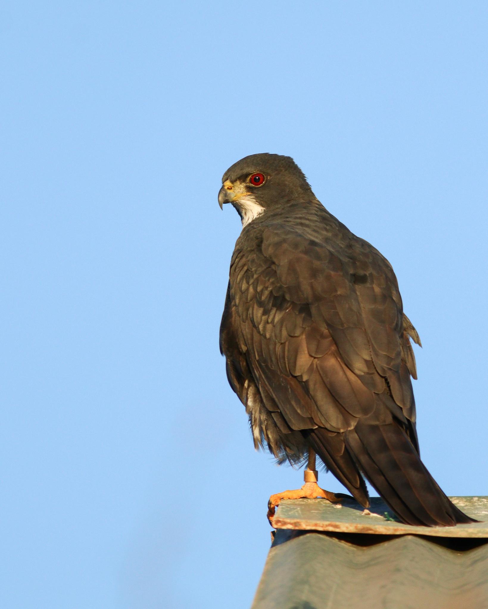 Black Goshawk