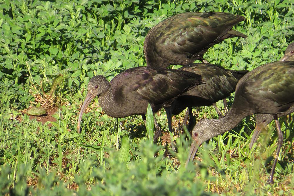 Puna Ibis