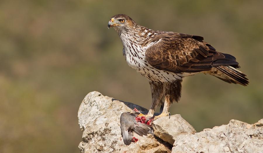 Águila perdicera