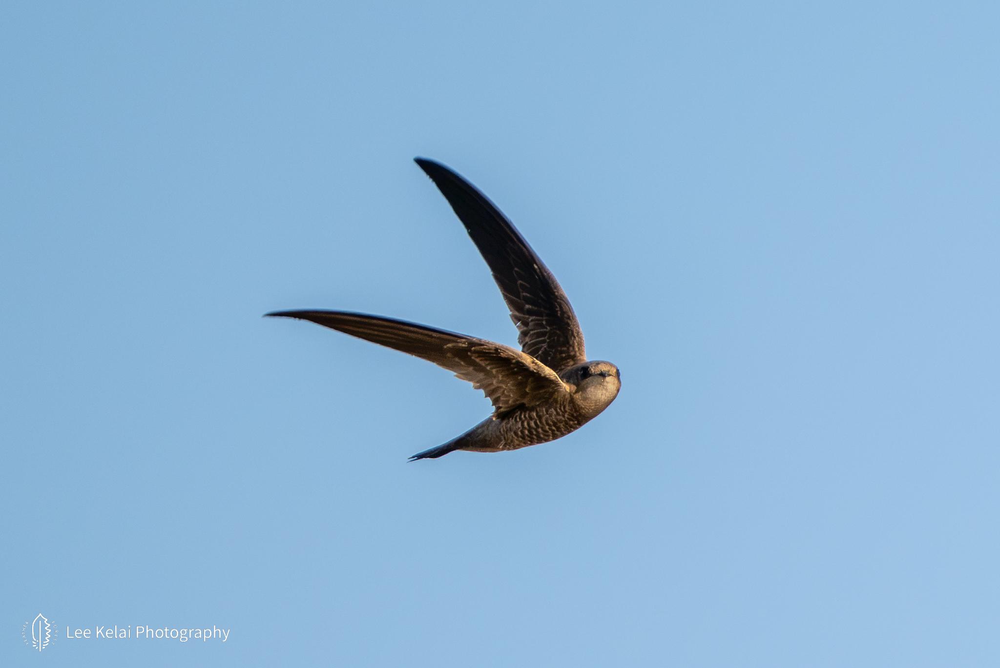Bradfield's Swift