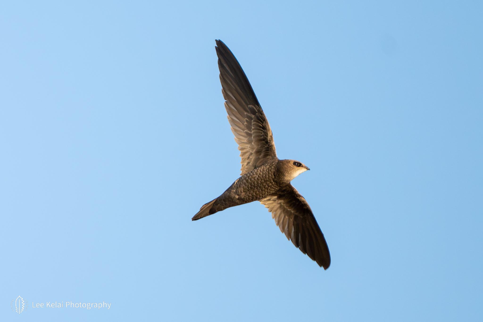 Bradfield's Swift