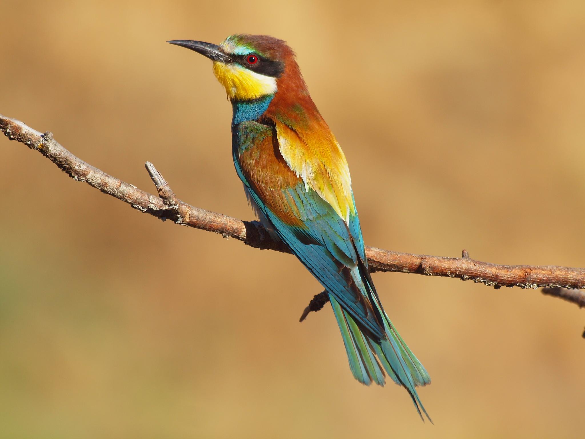 Abejaruco Europeo