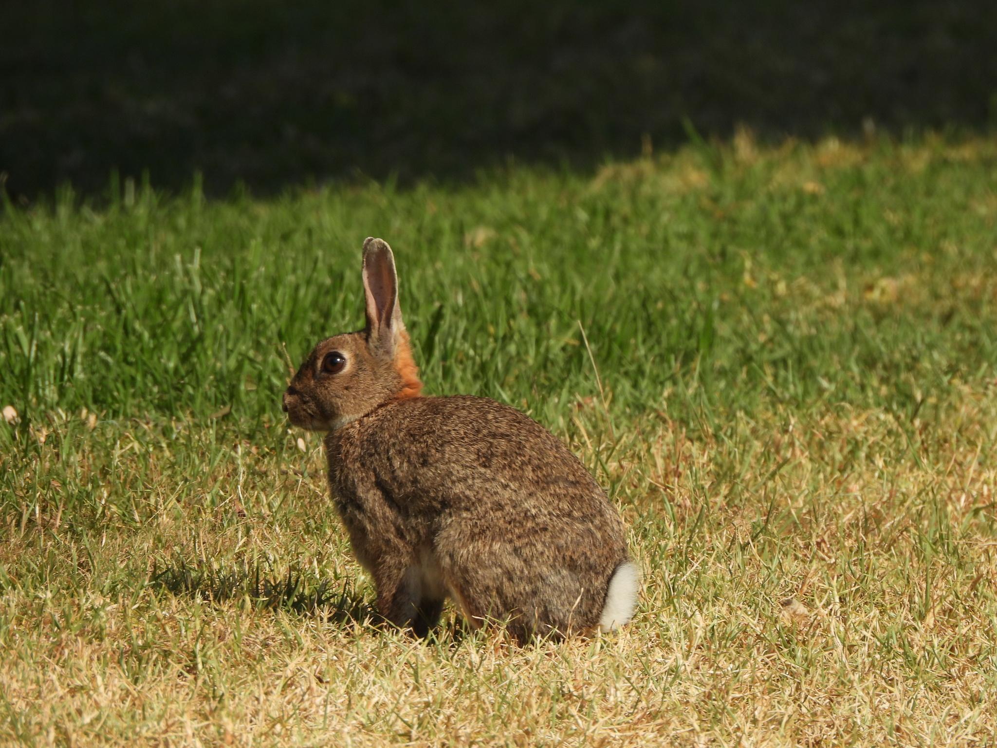 Conejo ibérico