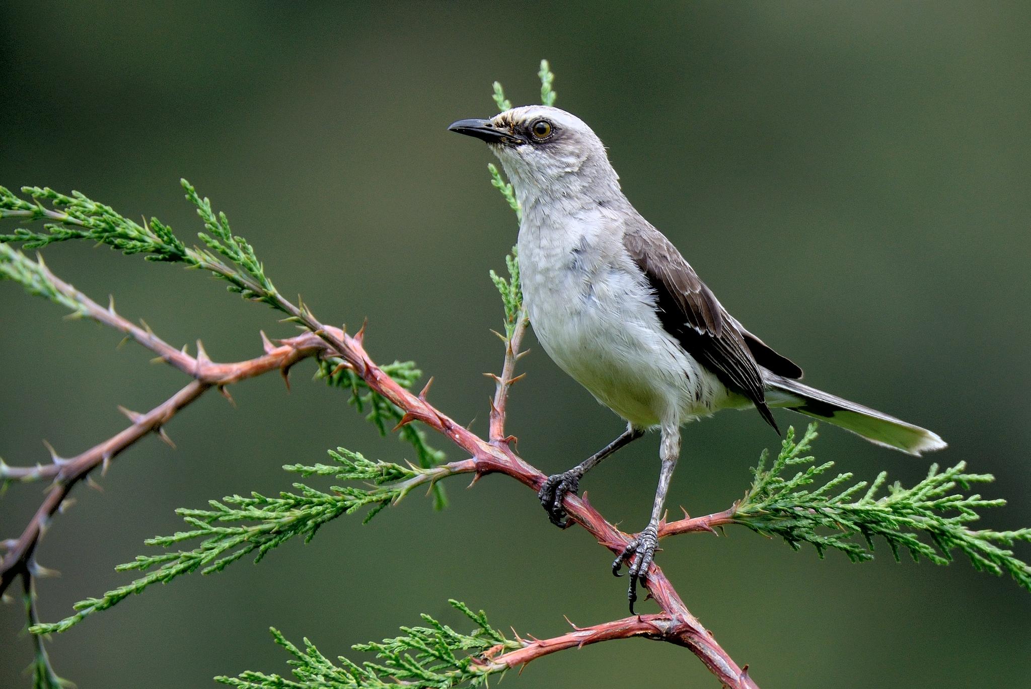 Tropical Mockingbird