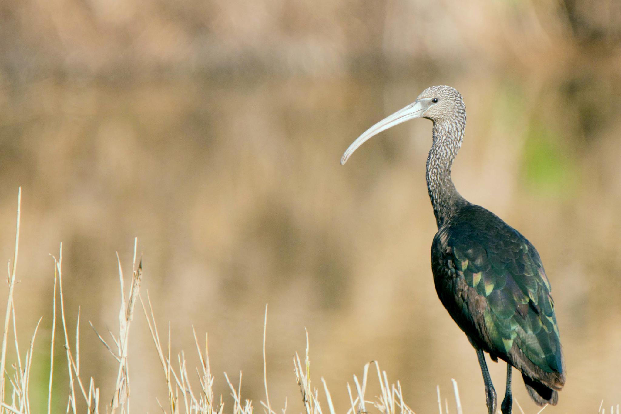 Ibis cara oscura