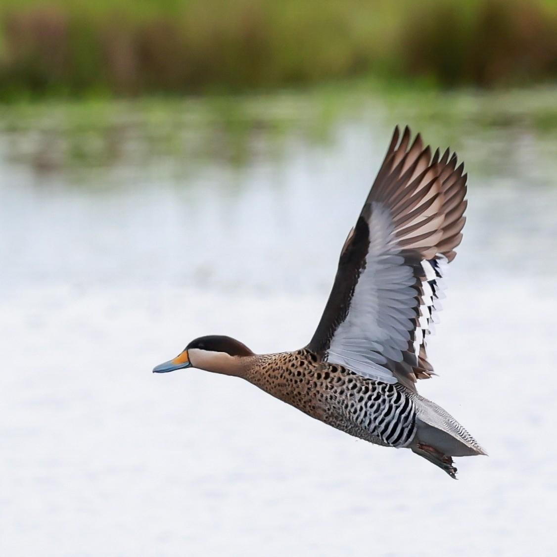 Pato capuchino