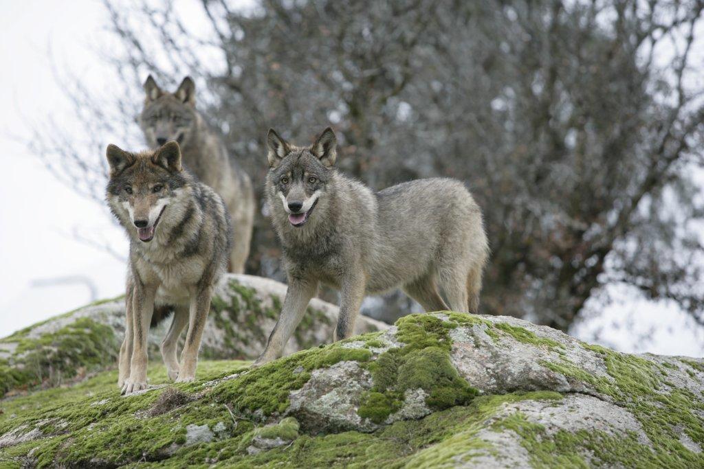 Iberian Wolf