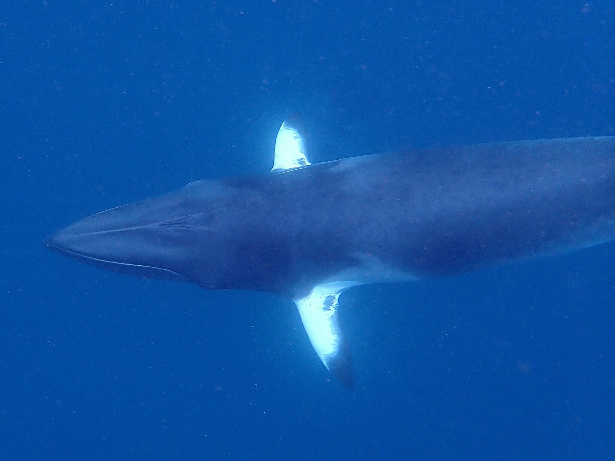 Ballena menor