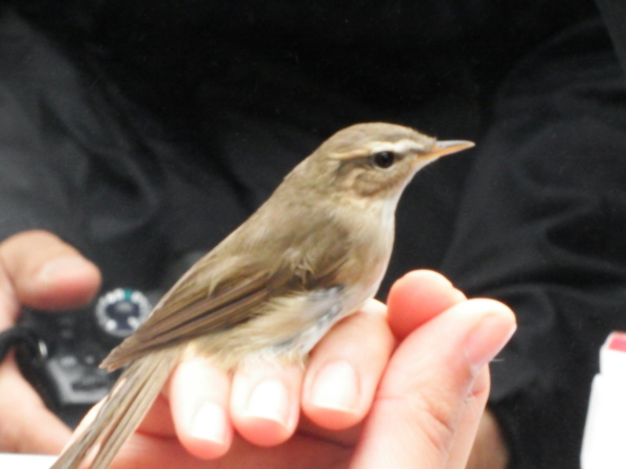 Mosquitero Sombrío