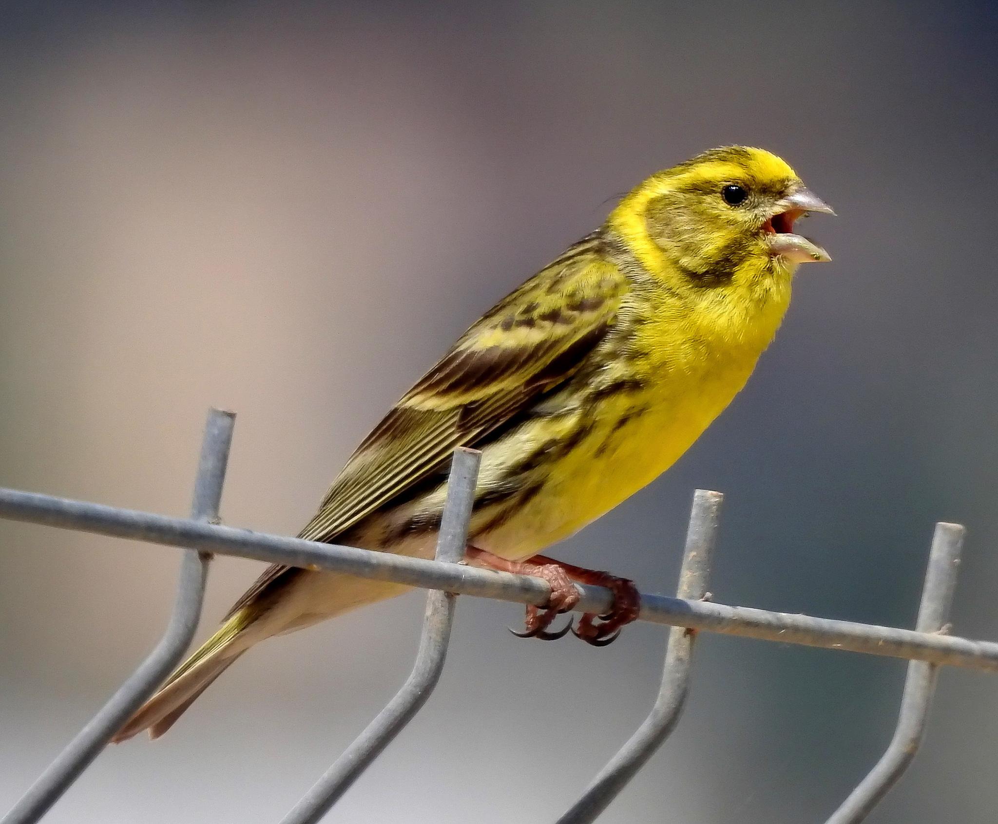 European Serin