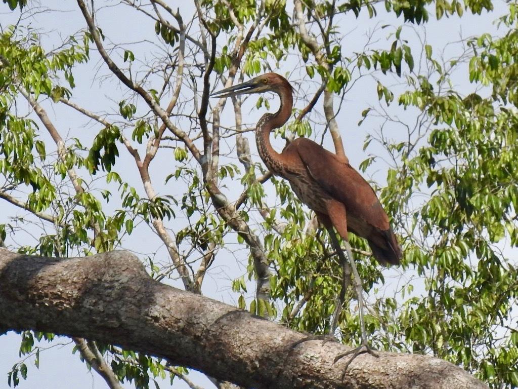 Goliath Heron