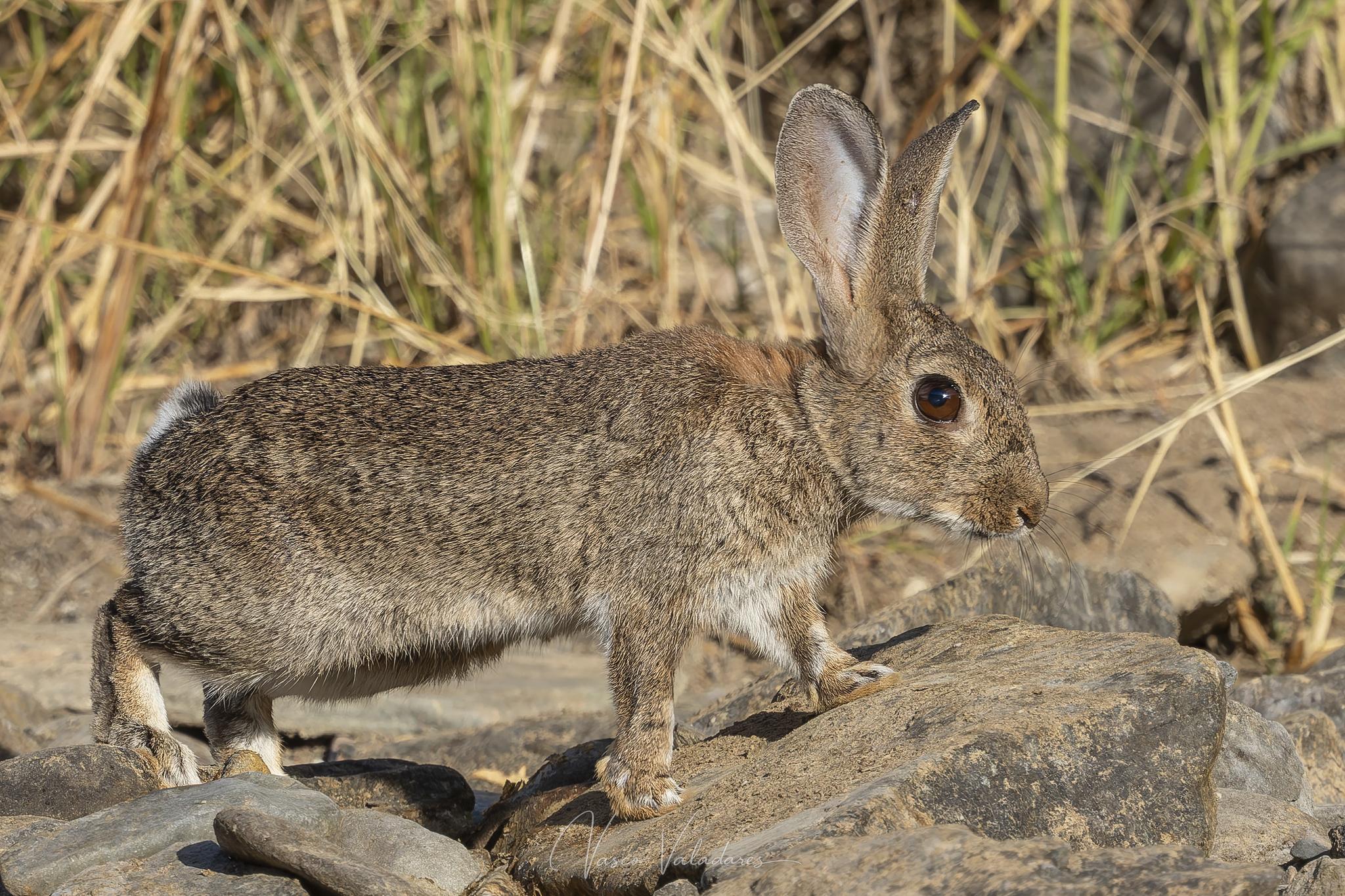 Conejo ibérico