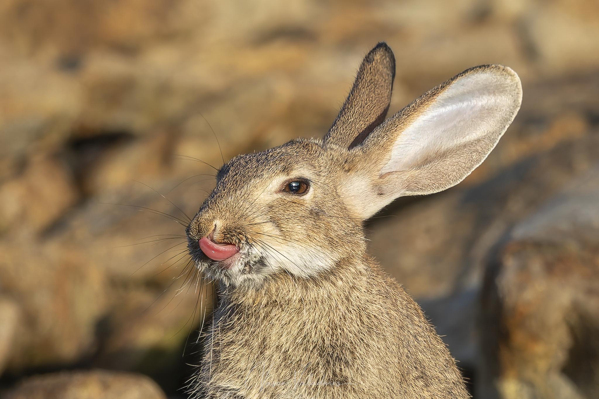 Conejo ibérico
