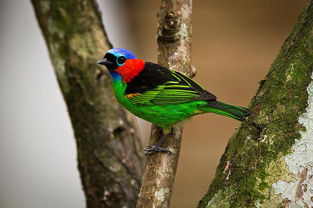Red-necked Tanager