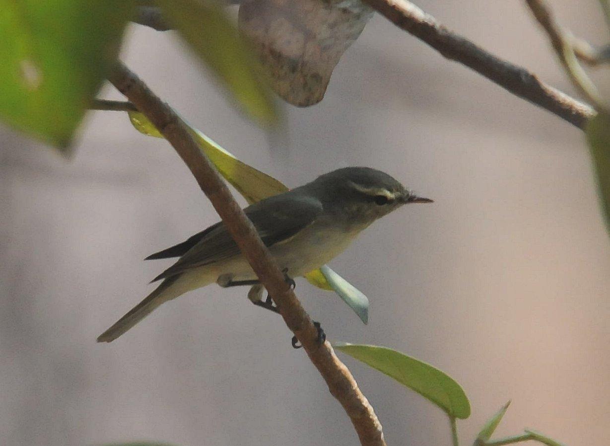 Mosquitero Verdoso