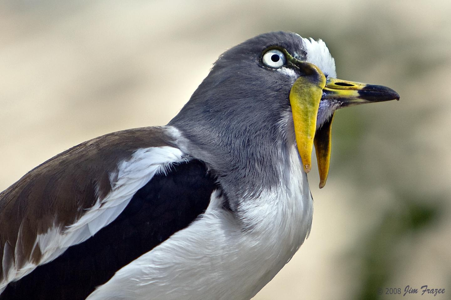 Avefría Coroniblanca