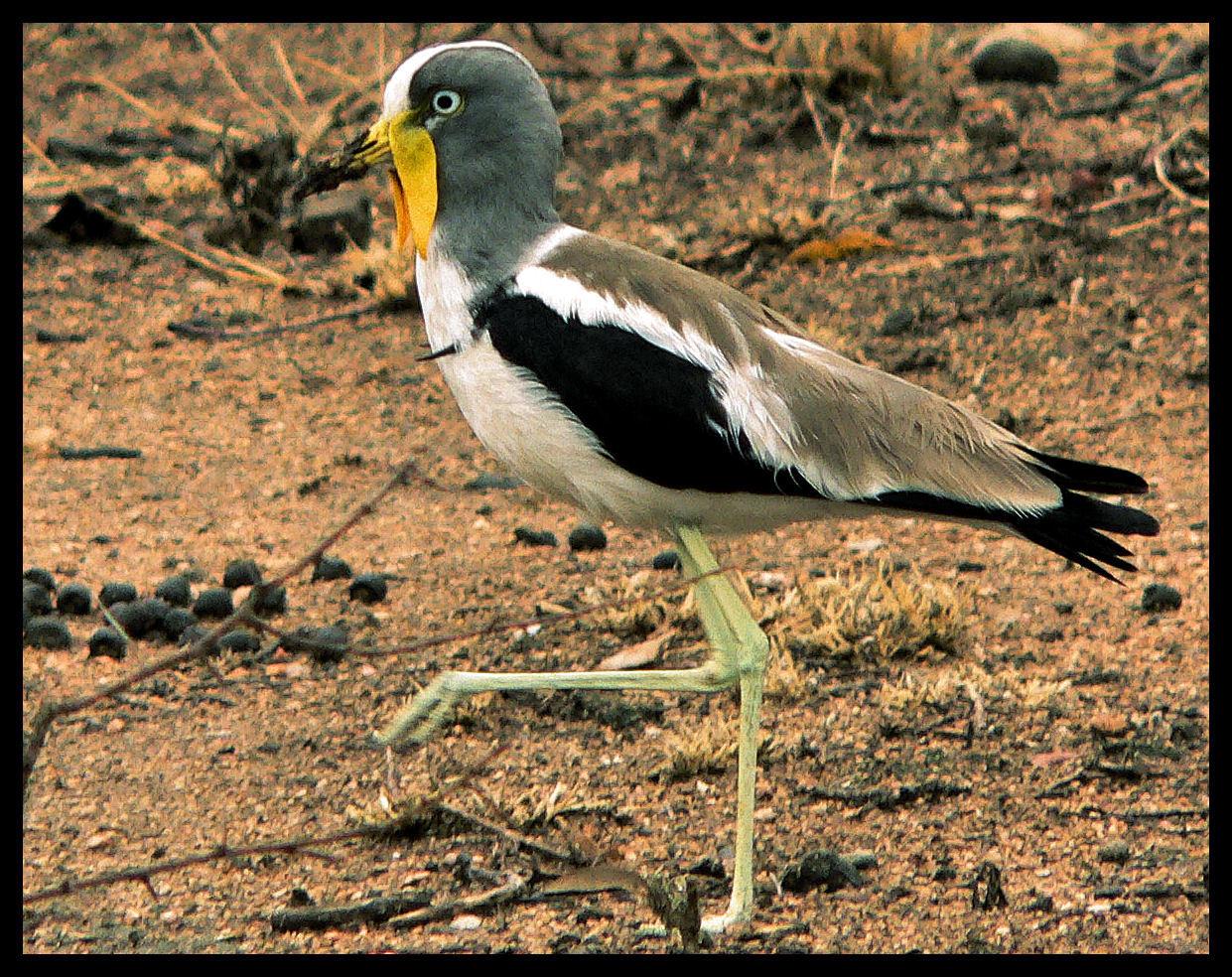 Avefría Coroniblanca