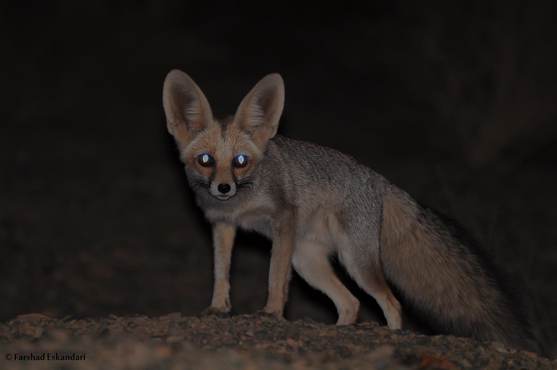 Rüppell's Fox