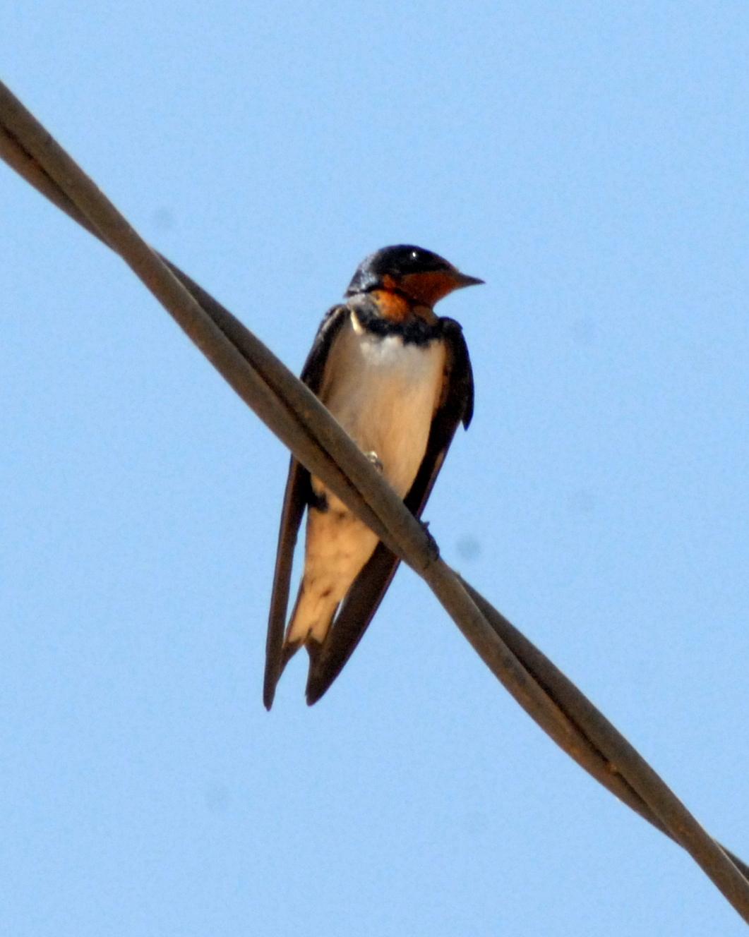 Golondrina de Guinea
