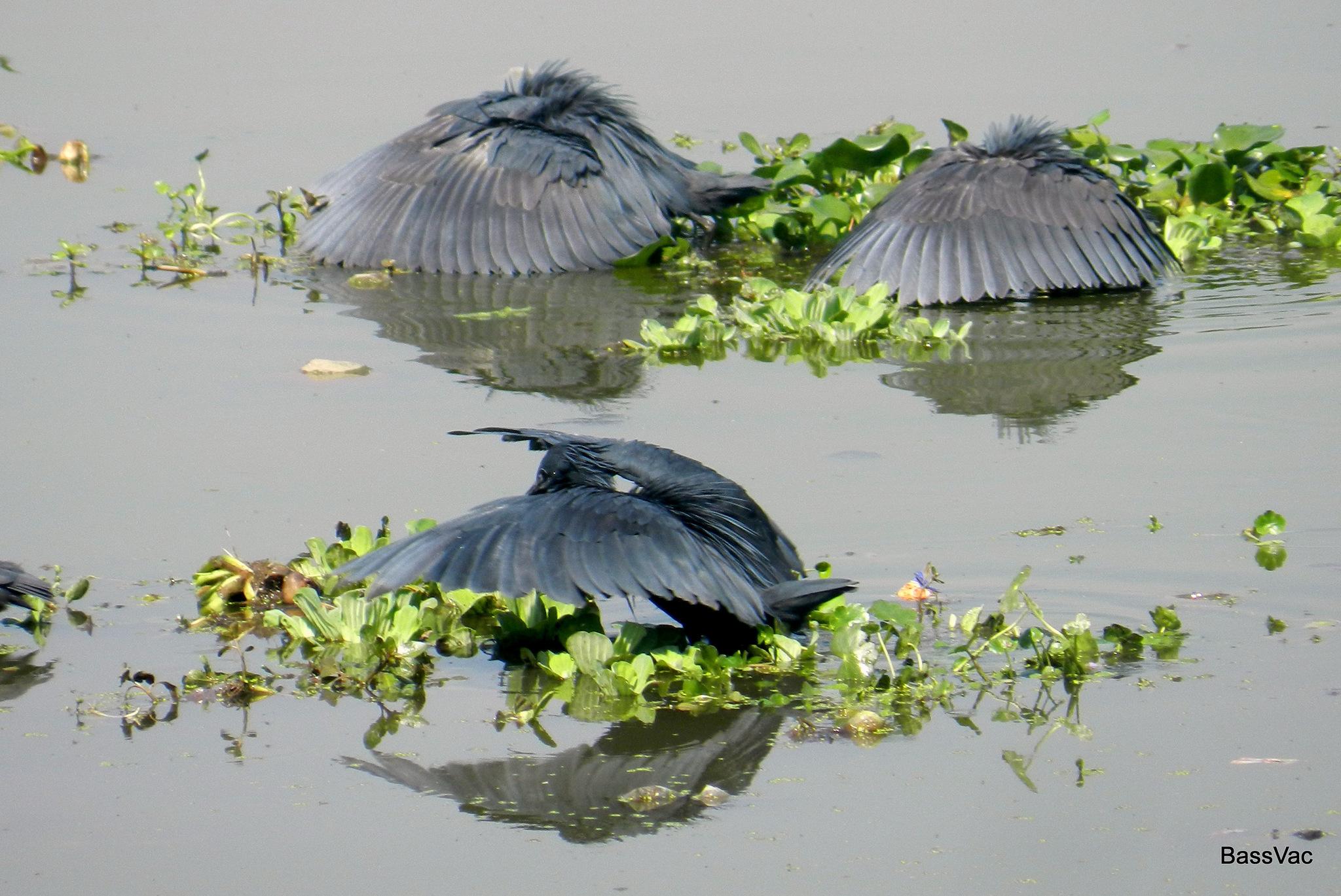 Black Heron