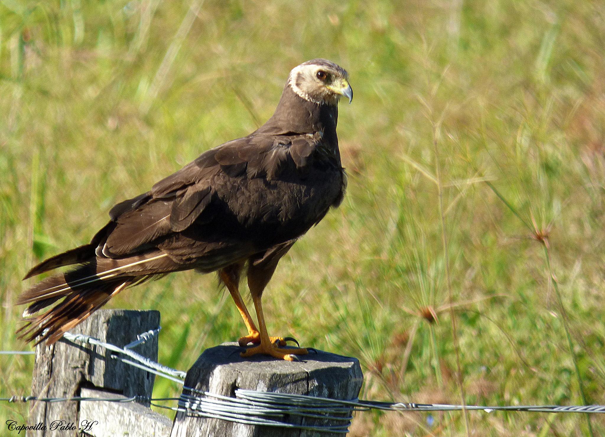 Aguilucho de Azara